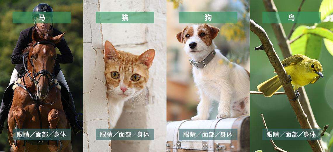 ��Ƶ����Ƭȫ������ ����ȫ����ר΢EOS R6 Mark III���