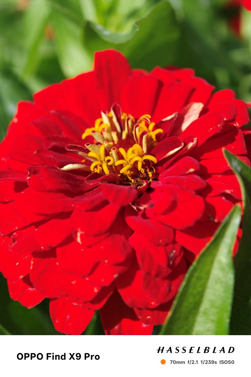 OPPO Find X9 Proȫ�����⣺Ultra��Ӱ�񣬹��ջ�������