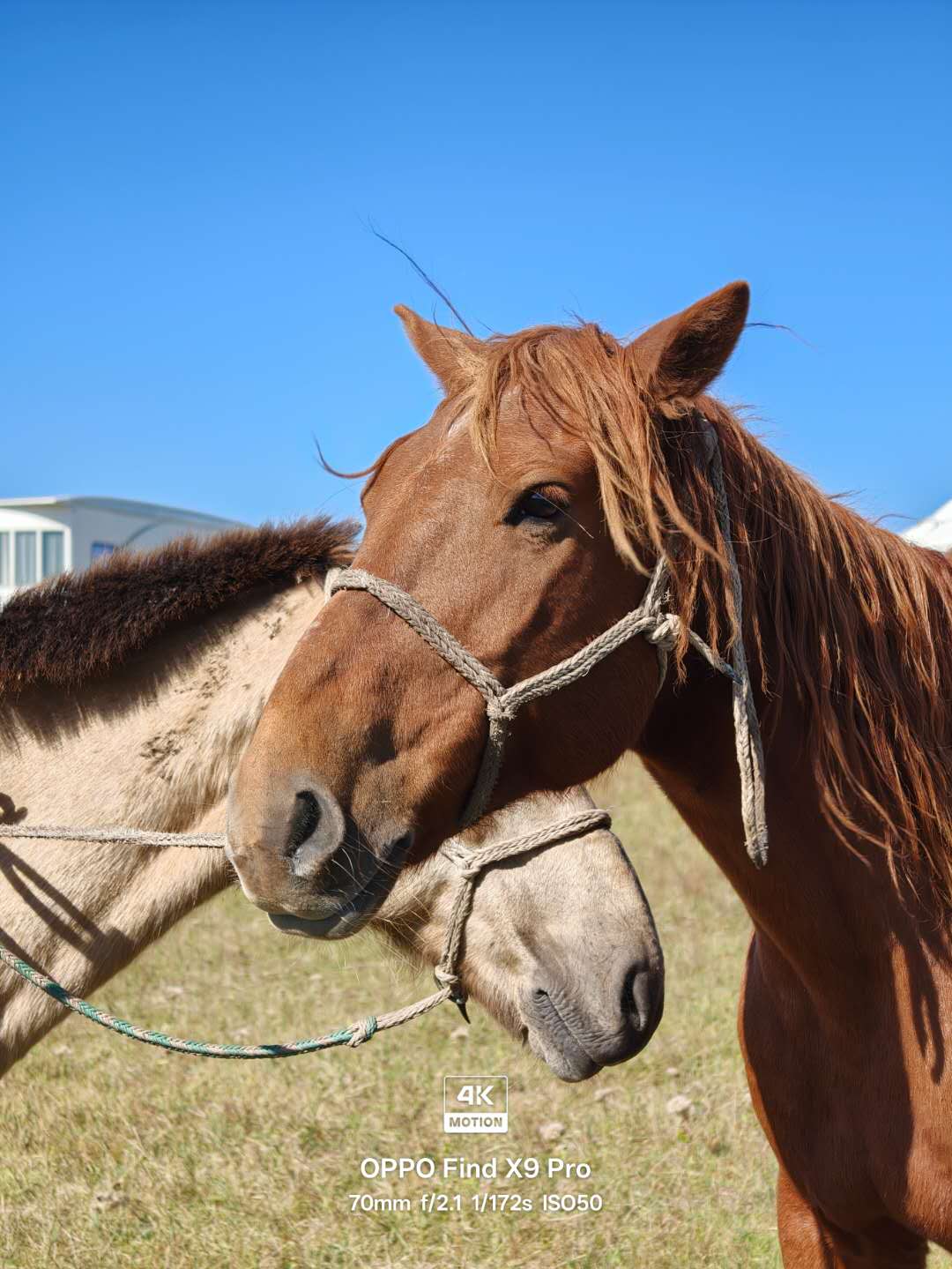 OPPO Find X9 Proȫ�����⣺Ultra��Ӱ�񣬹��ջ�������