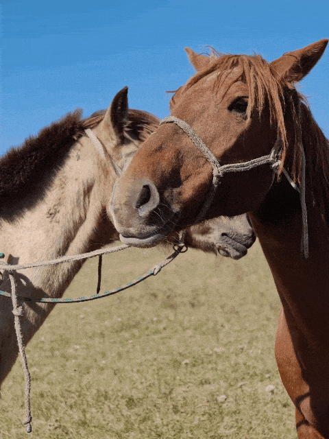 OPPO Find X9 Proȫ�����⣺Ultra��Ӱ�񣬹��ջ�������