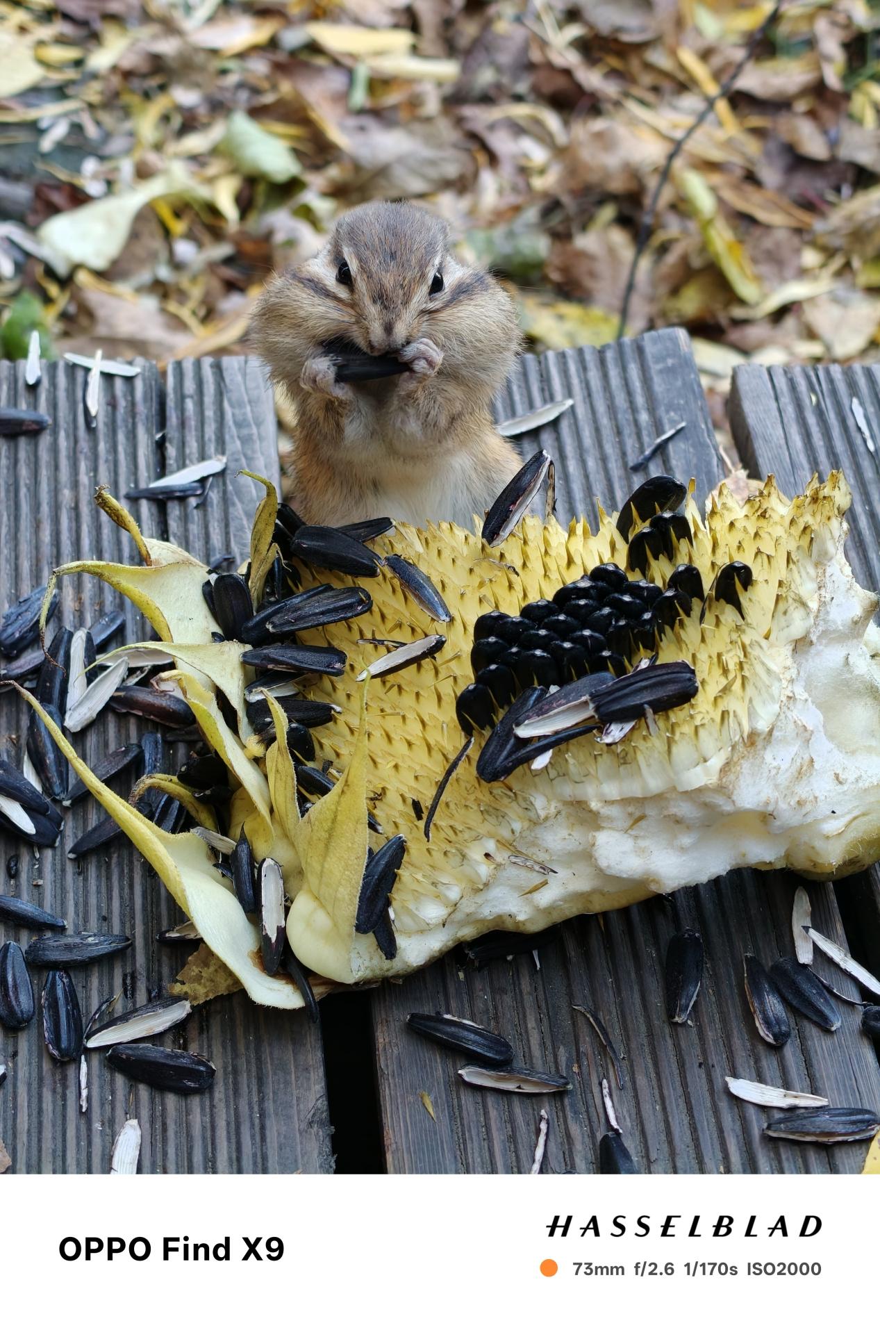 强到不像标准版?OPPO Find X9影像评测