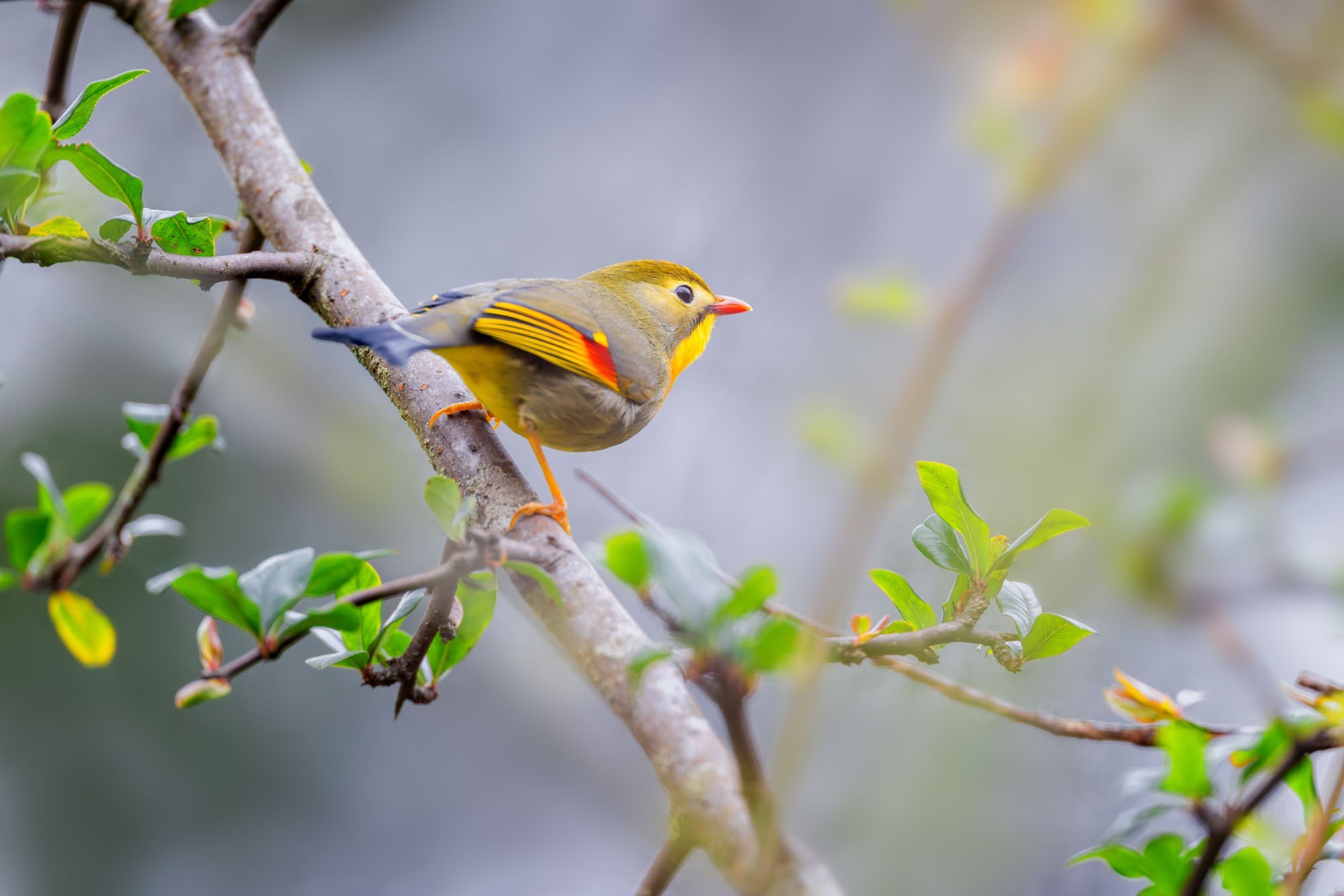 摄影师庄言Grey访谈：佳能5系二十载，我与飞羽共新生