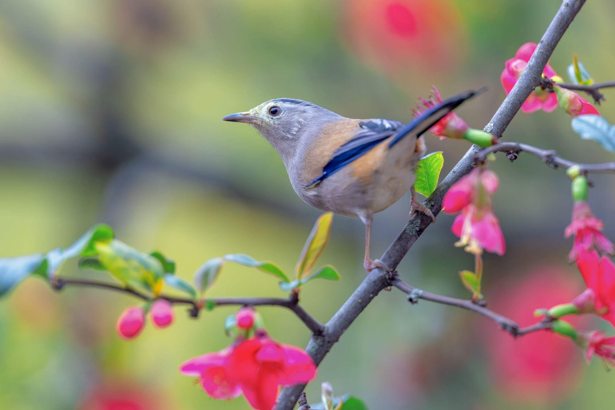 摄影师庄言Grey访谈：佳能5系二十载，我与飞羽共新生