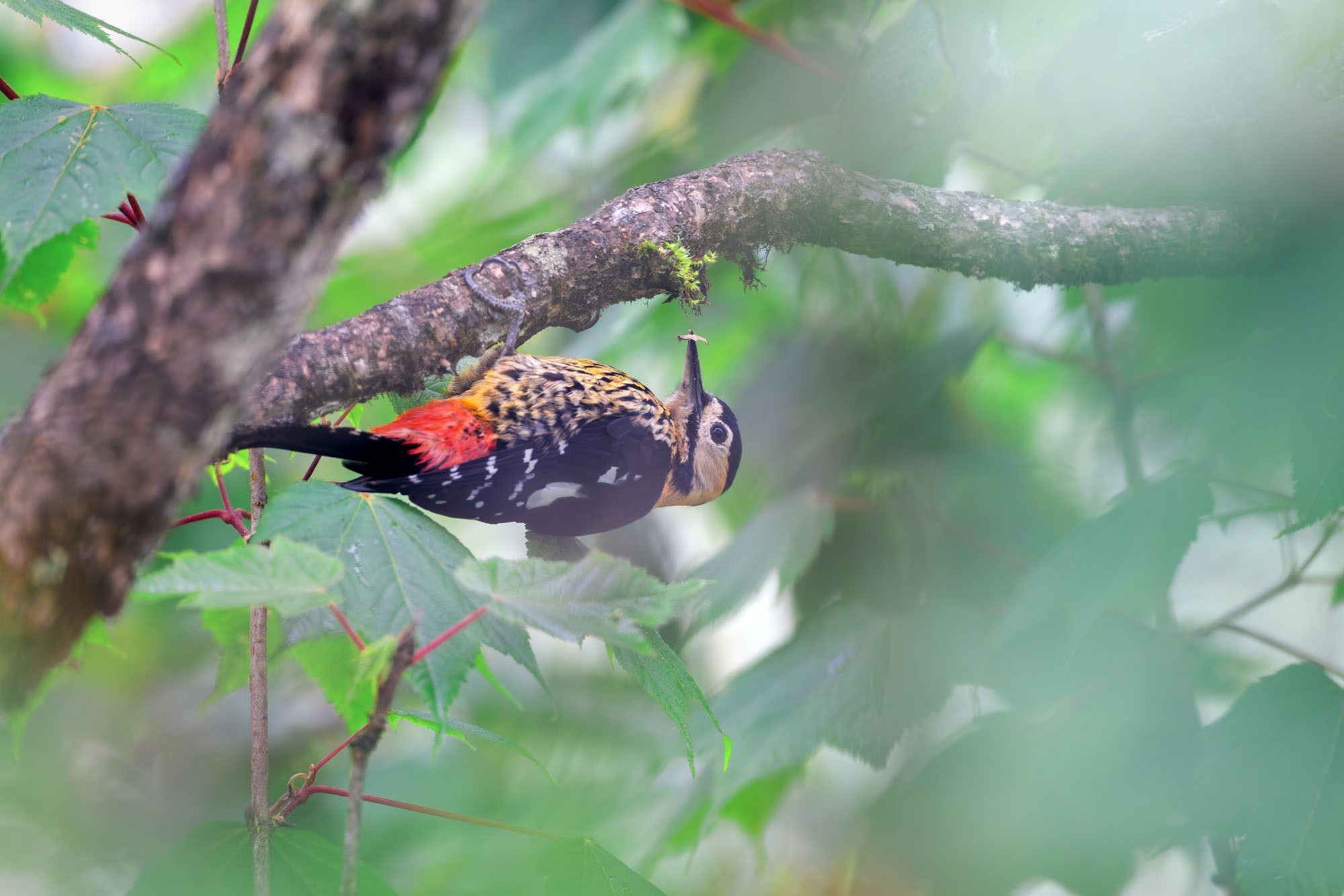 摄影师庄言Grey访谈：佳能5系二十载，我与飞羽共新生