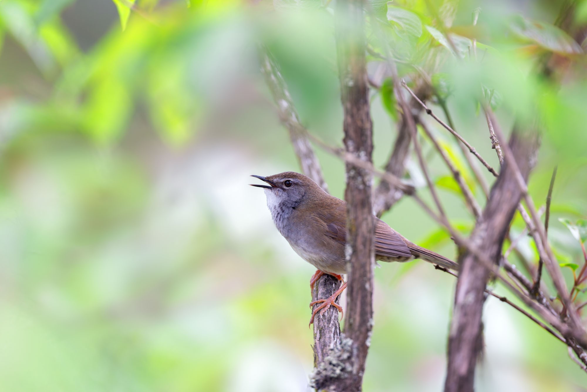 摄影师庄言Grey访谈：佳能5系二十载，我与飞羽共新生