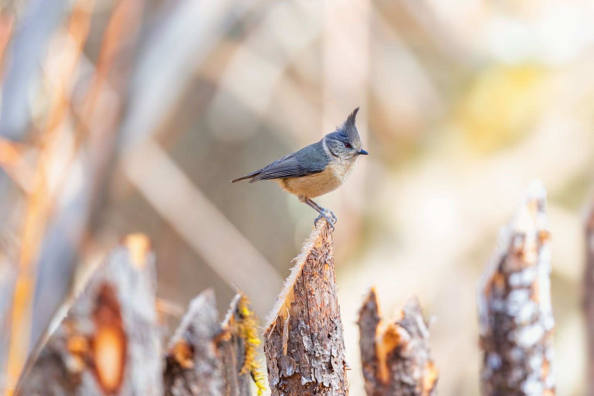 摄影师庄言Grey访谈：佳能5系二十载，我与飞羽共新生