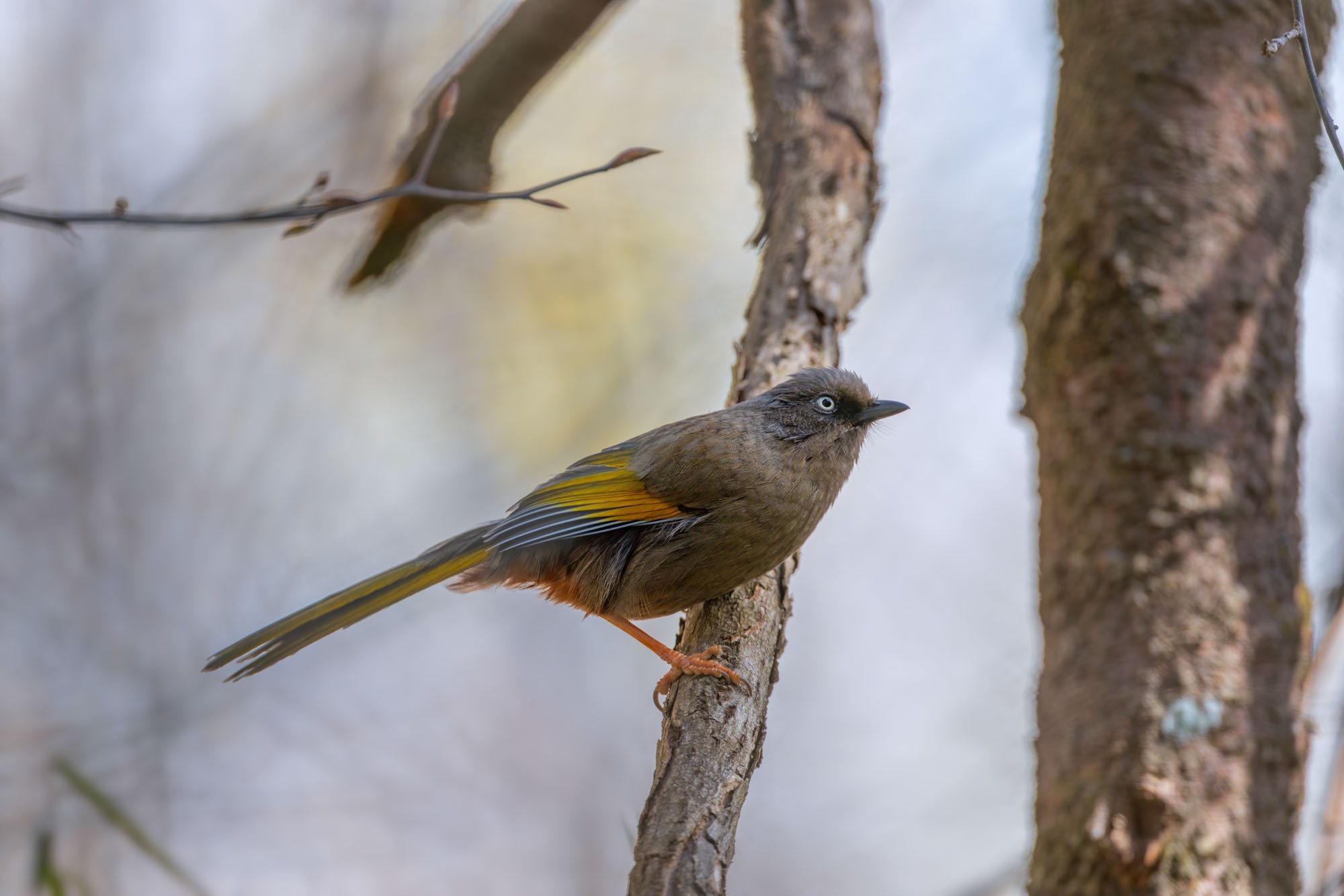 摄影师庄言Grey访谈：佳能5系二十载，我与飞羽共新生