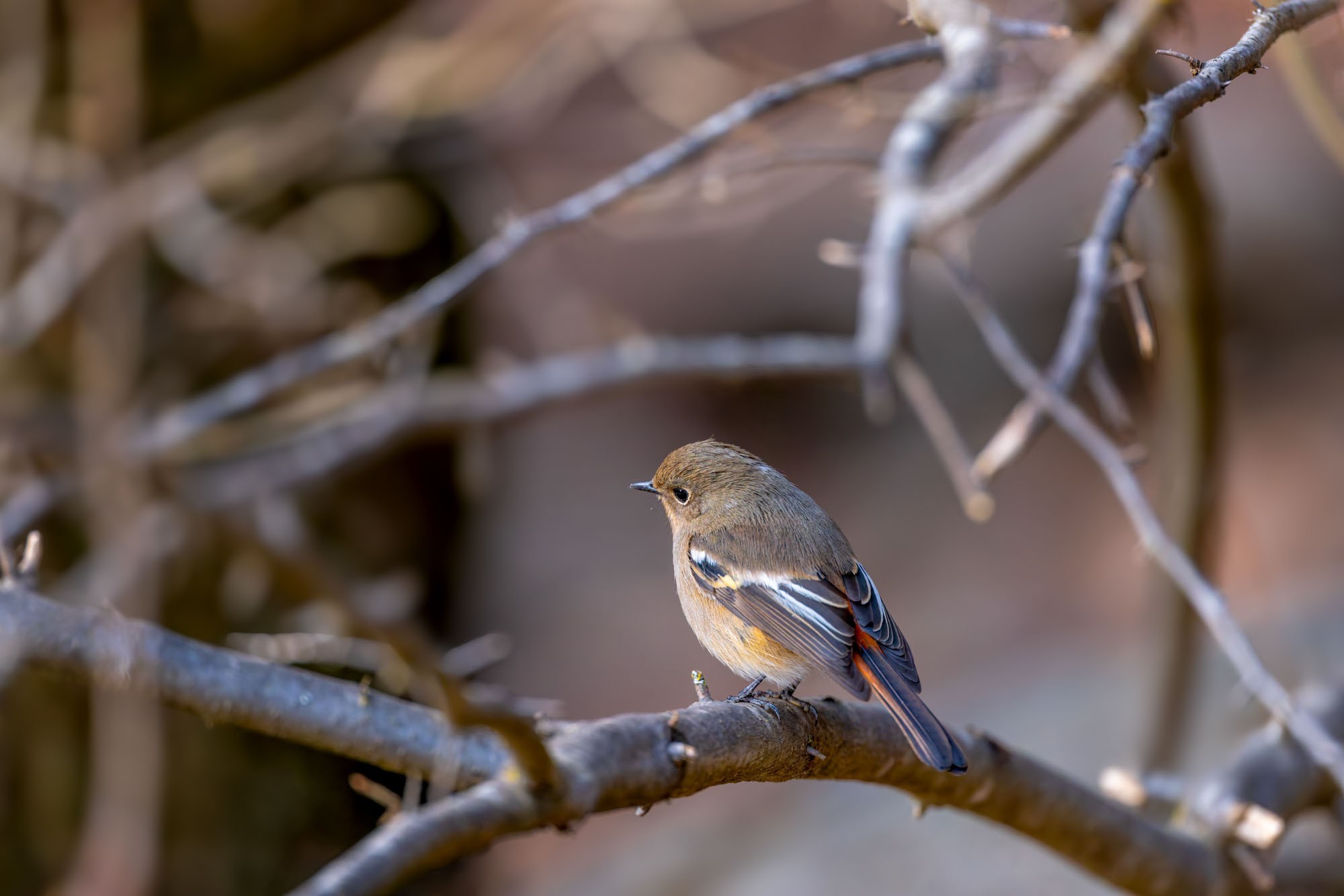 摄影师庄言Grey访谈：佳能5系二十载，我与飞羽共新生