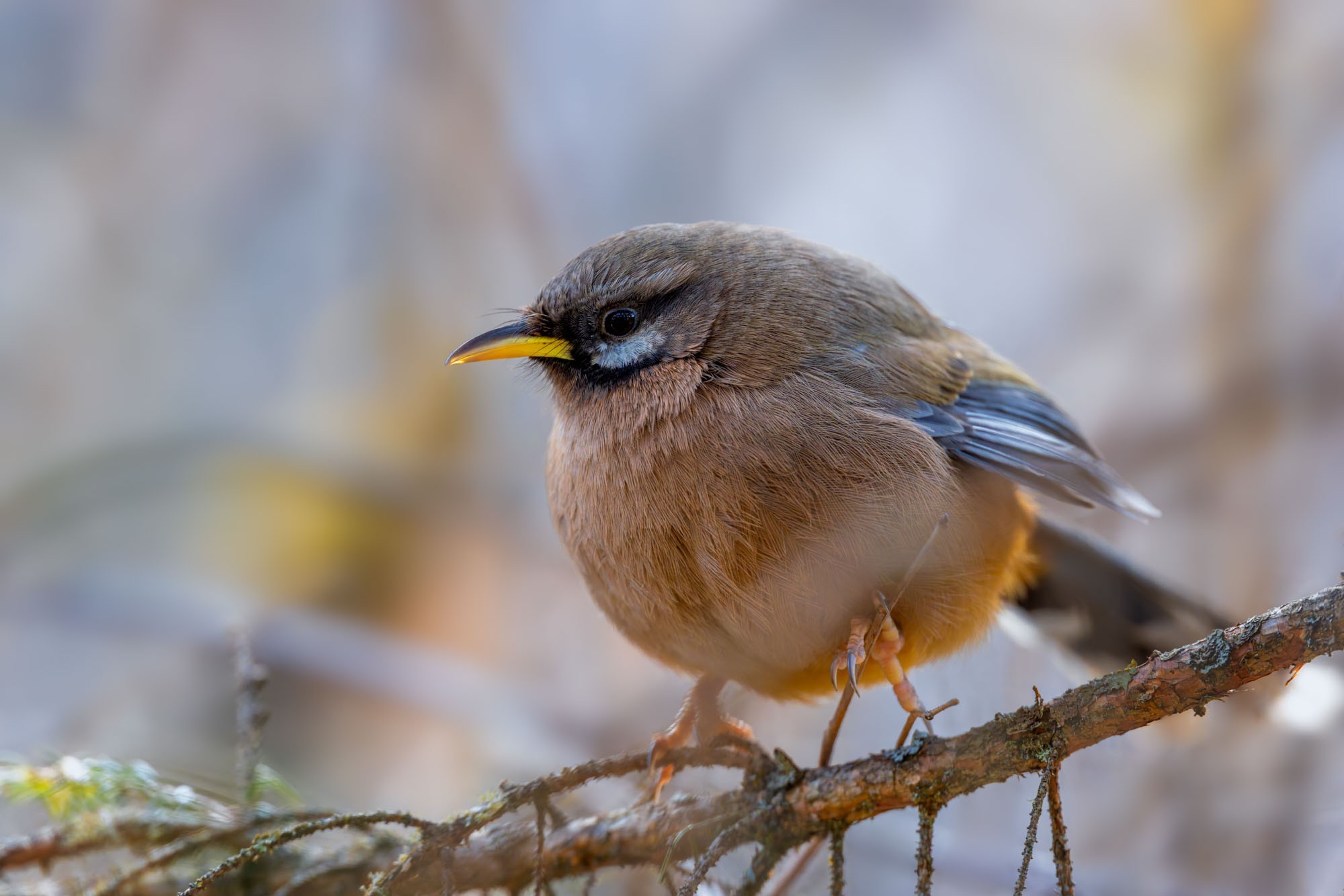 摄影师庄言Grey访谈：佳能5系二十载，我与飞羽共新生