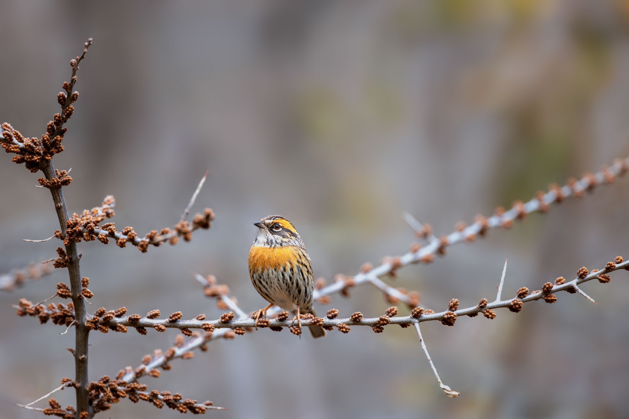 摄影师庄言Grey访谈：佳能5系二十载，我与飞羽共新生
