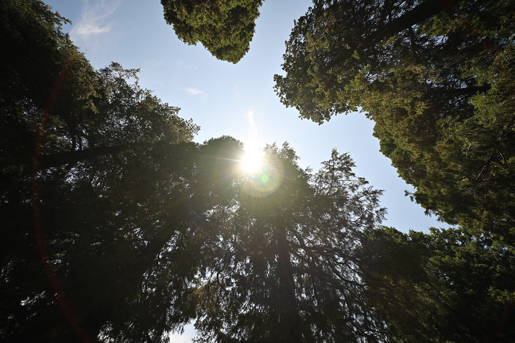 ¼ӽ FF II 12mm F2.8ͷ