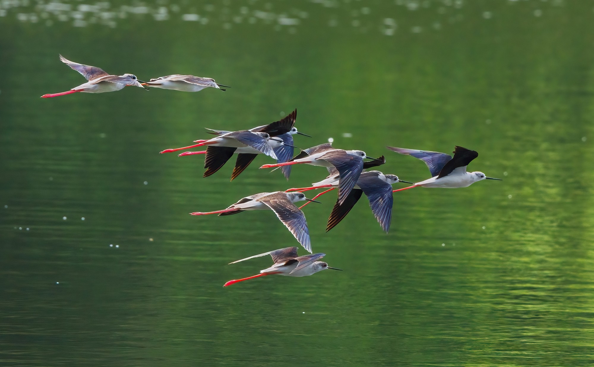 �������� ����EOS R5 Mark II��̬��Ӱ�������