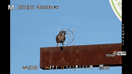 �������� ����EOS R5 Mark II��̬��Ӱ�������