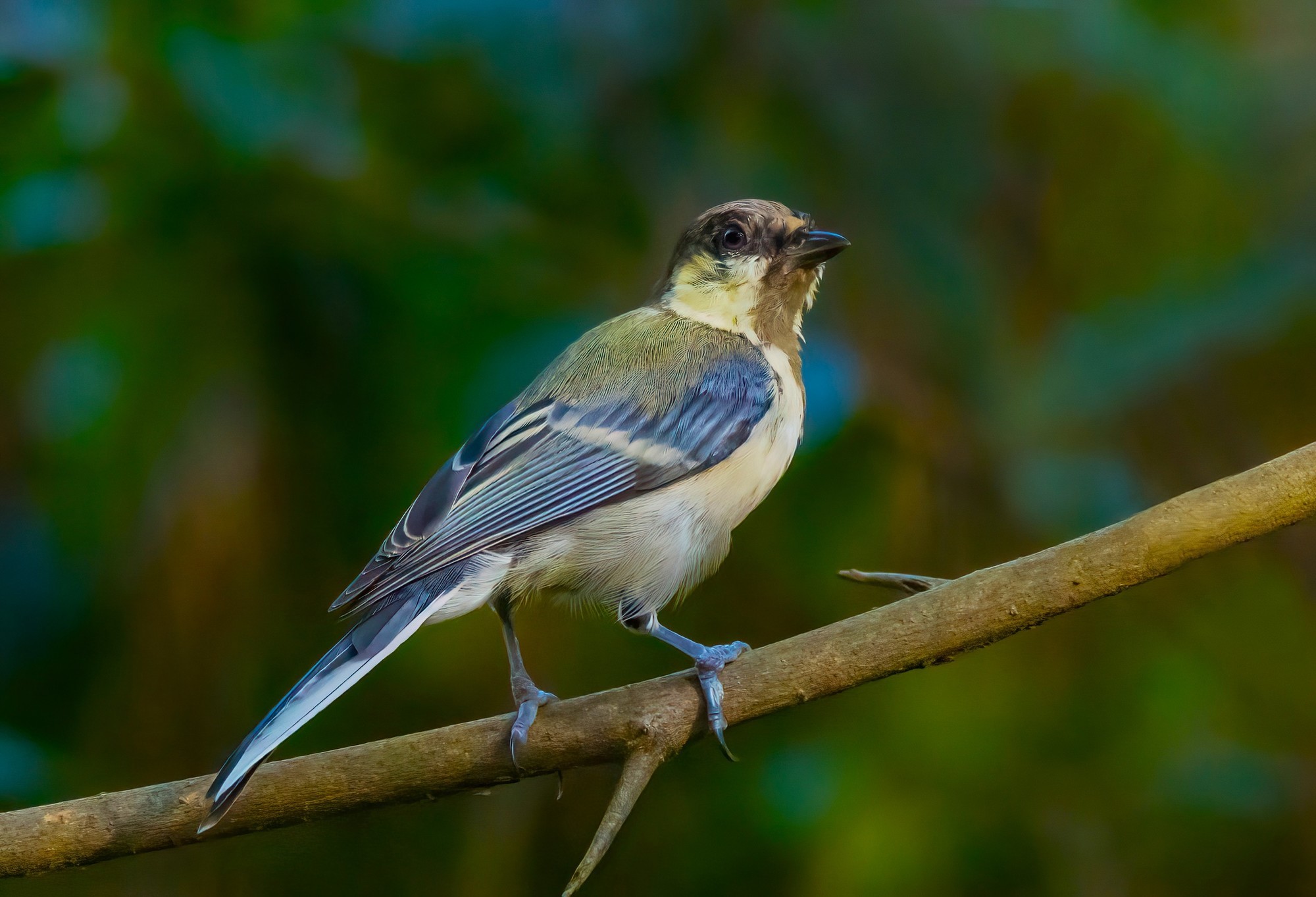 �������� ����EOS R5 Mark II��̬��Ӱ�������