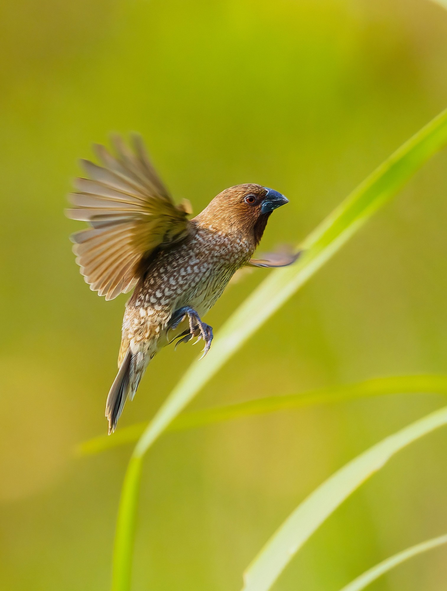 �������� ����EOS R5 Mark II��̬��Ӱ�������