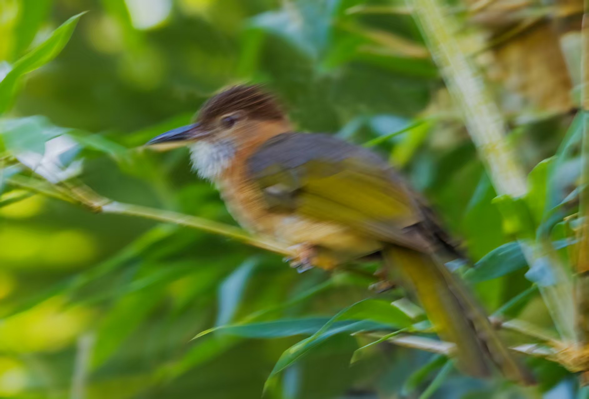 �������� ����EOS R5 Mark II��̬��Ӱ�������