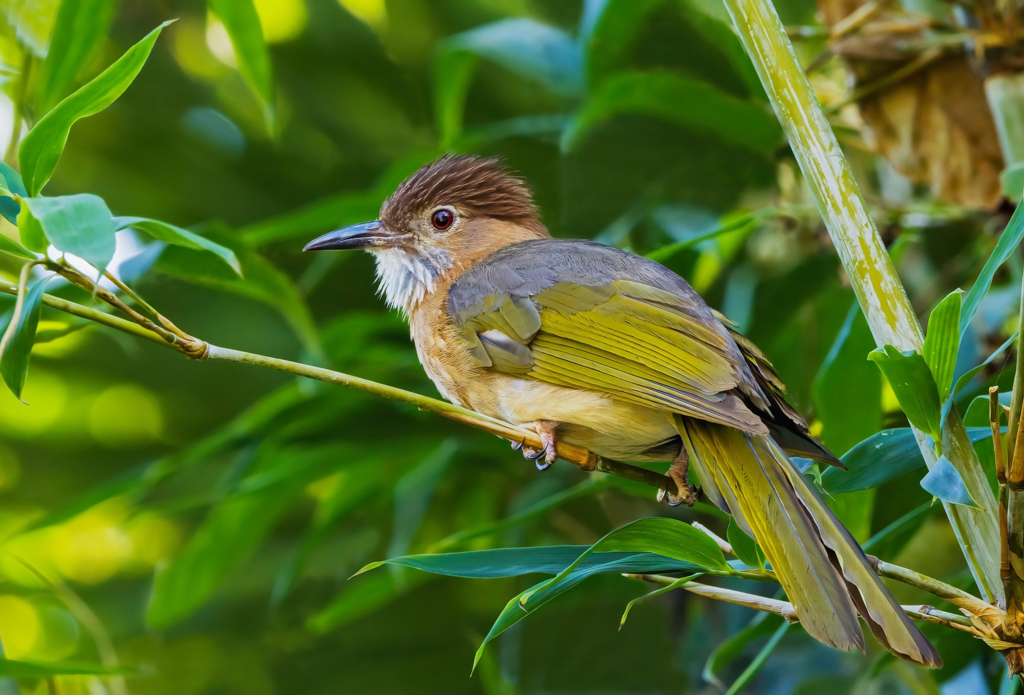 �������� ����EOS R5 Mark II��̬��Ӱ�������