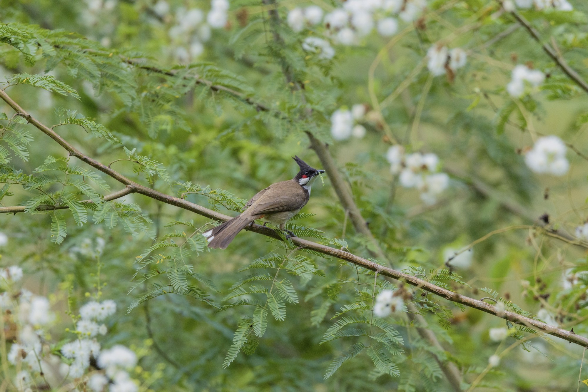 �������� ����EOS R5 Mark II��̬��Ӱ�������