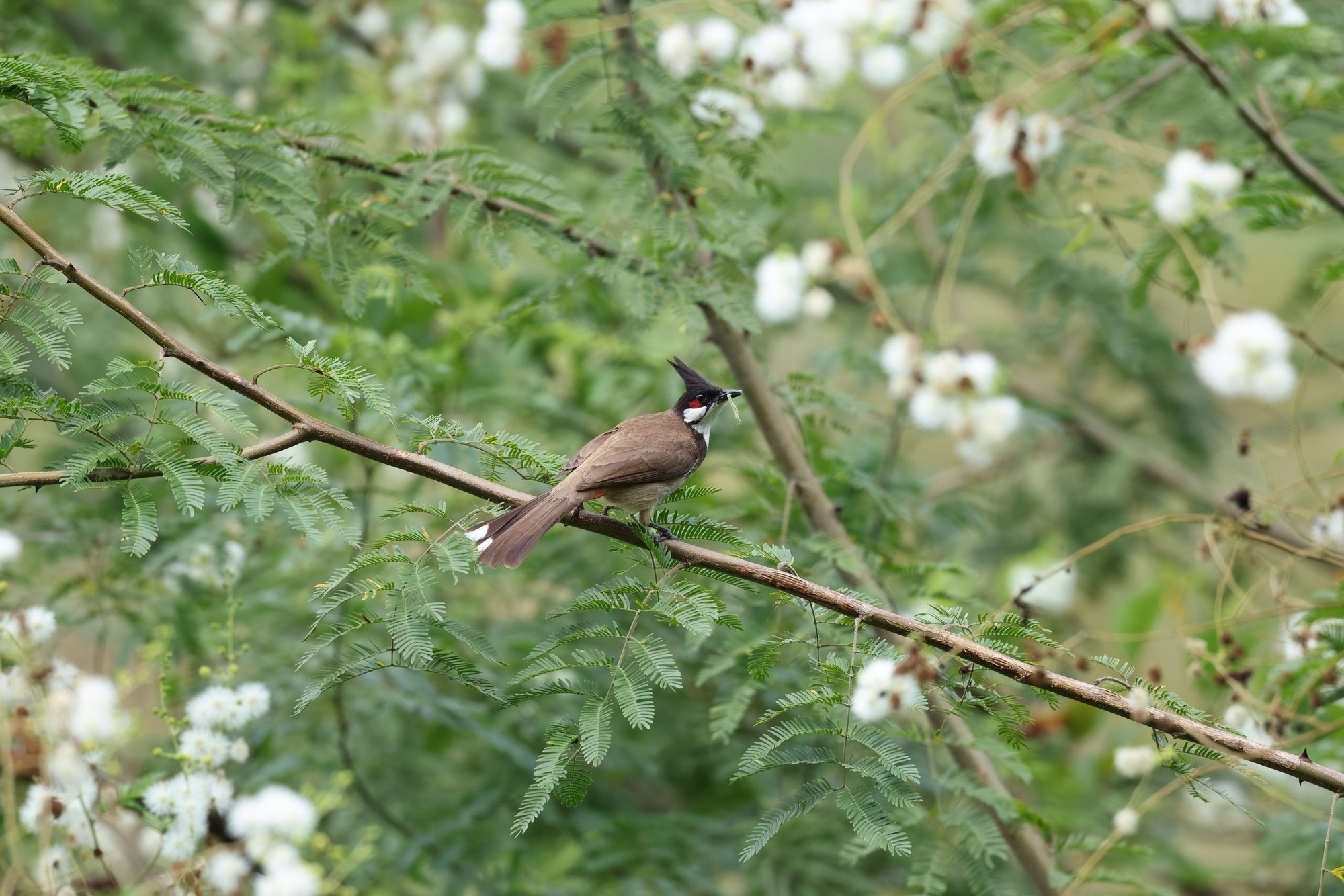 �������� ����EOS R5 Mark II��̬��Ӱ�������