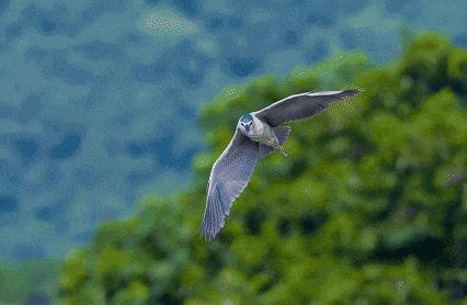 �������� ����EOS R5 Mark II��̬��Ӱ�������