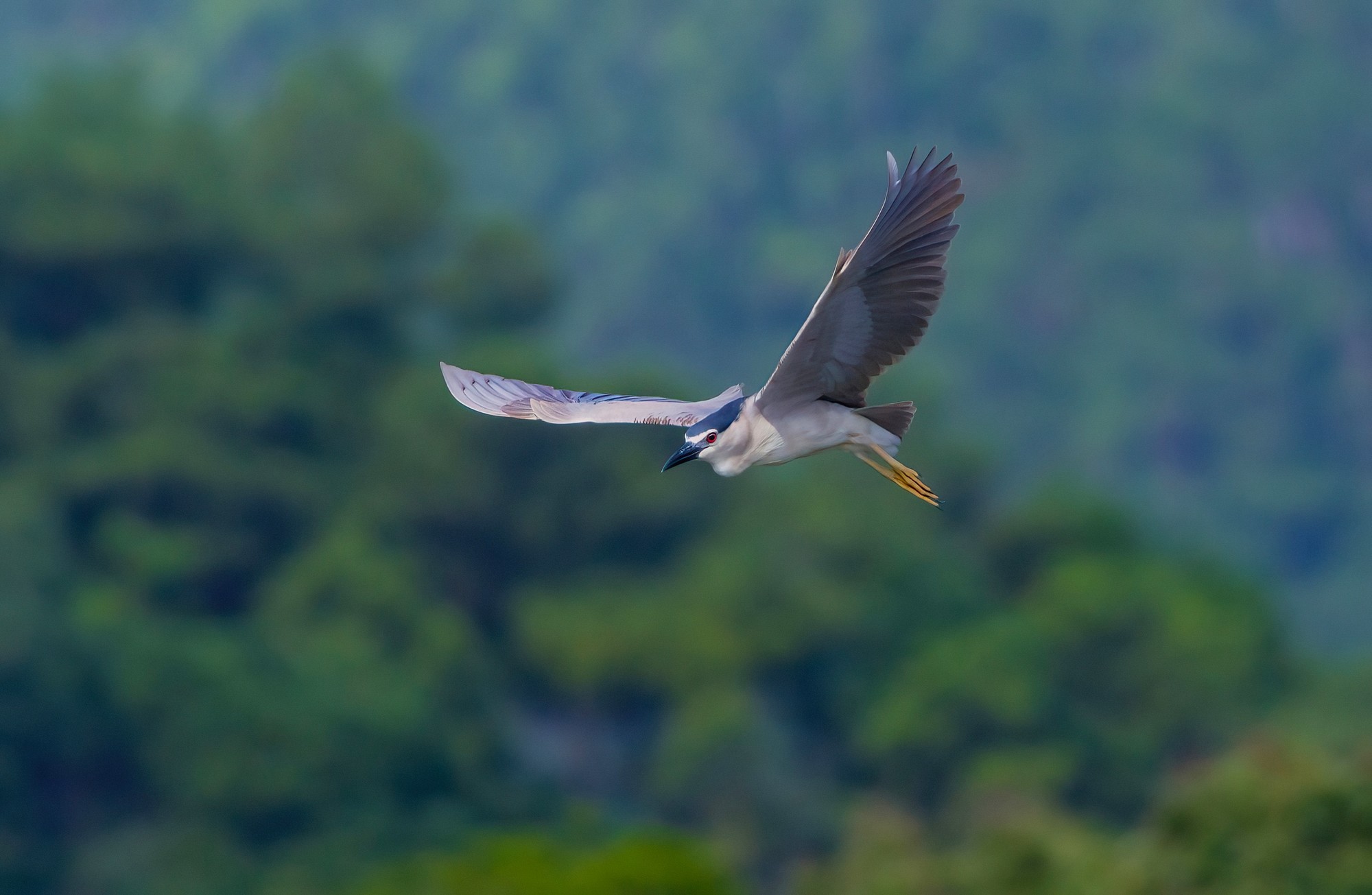 �������� ����EOS R5 Mark II��̬��Ӱ�������