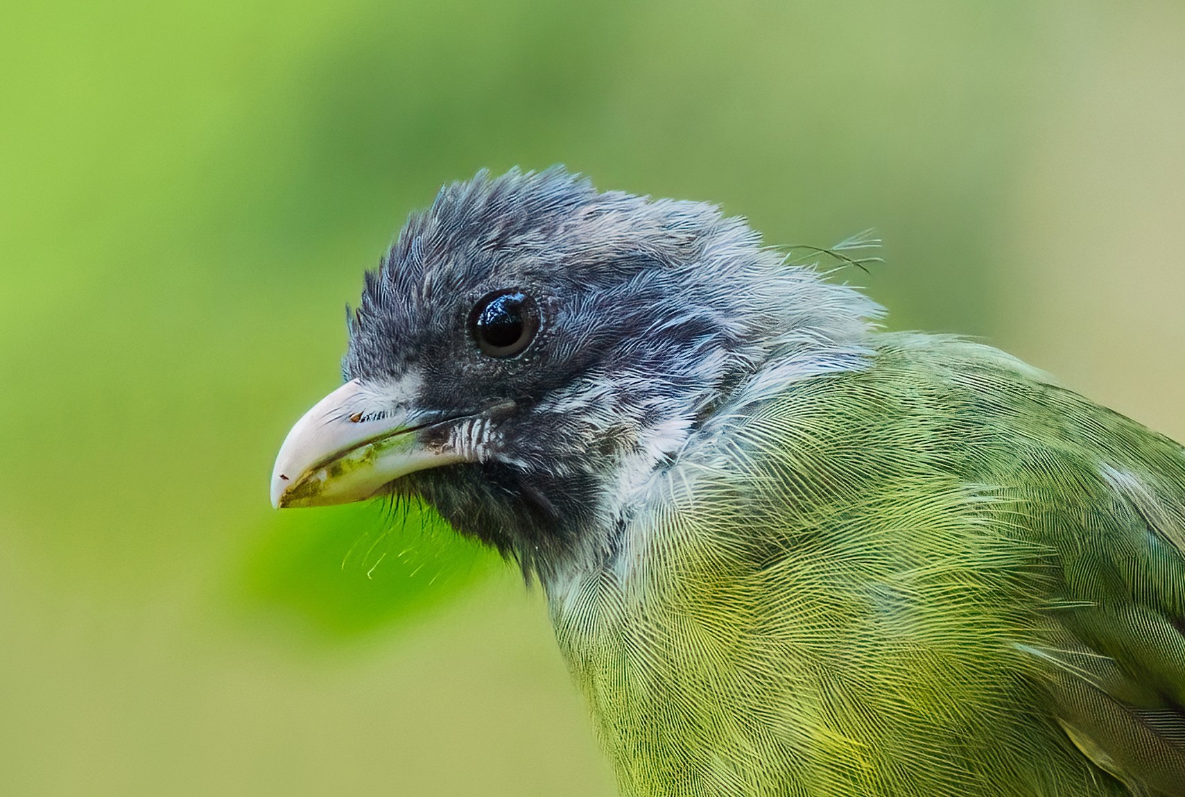 �������� ����EOS R5 Mark II��̬��Ӱ�������