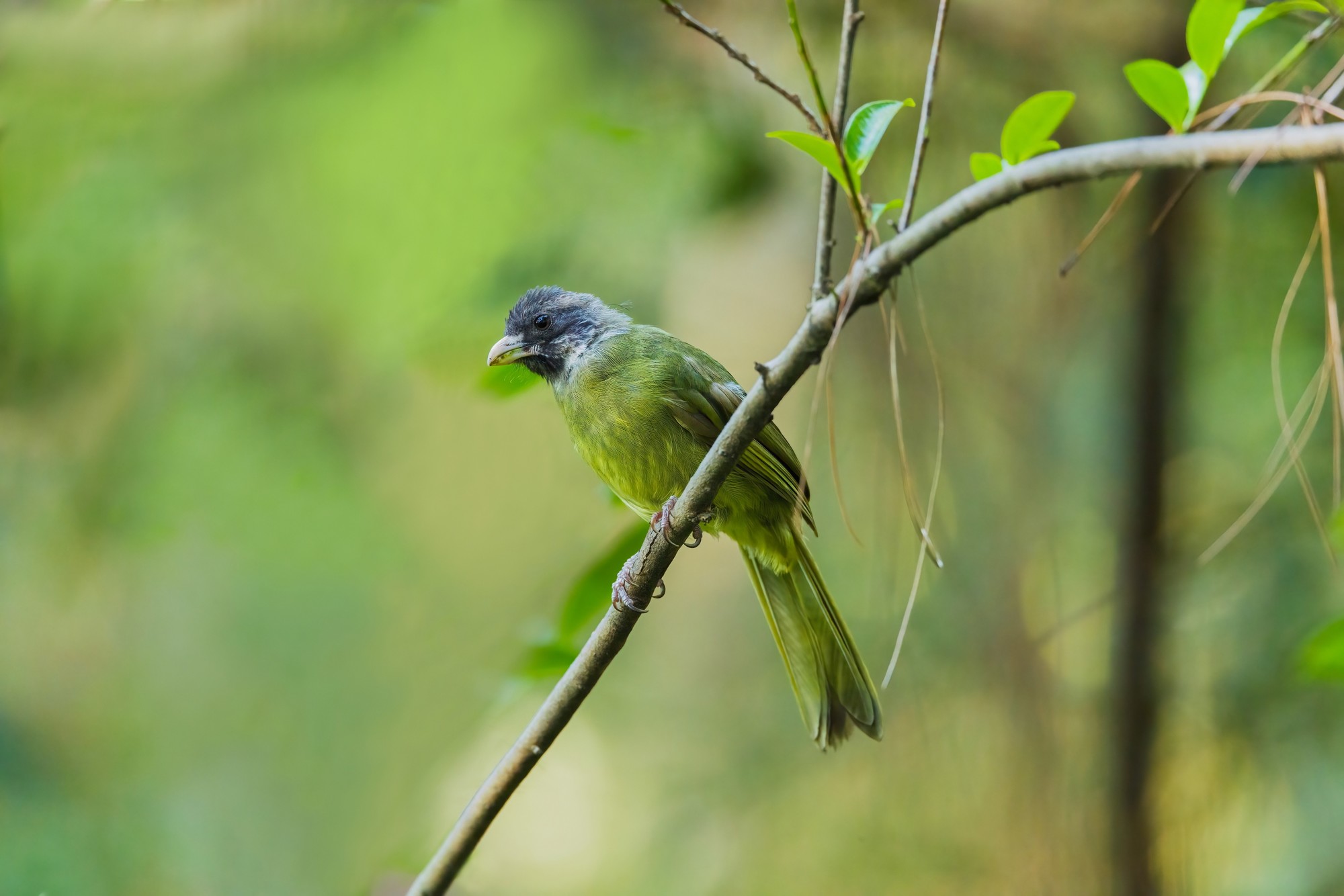 �������� ����EOS R5 Mark II��̬��Ӱ�������