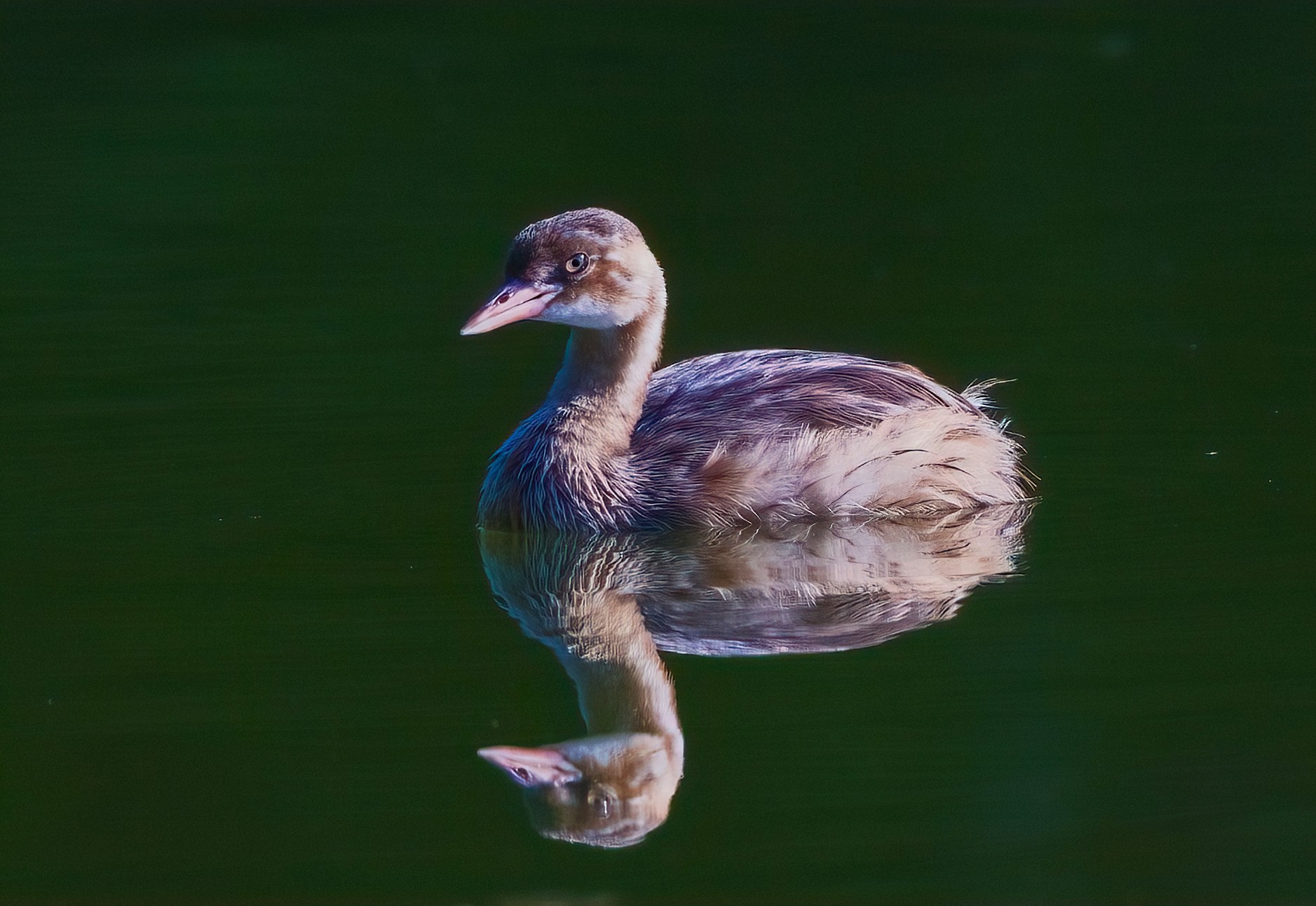 �������� ����EOS R5 Mark II��̬��Ӱ�������