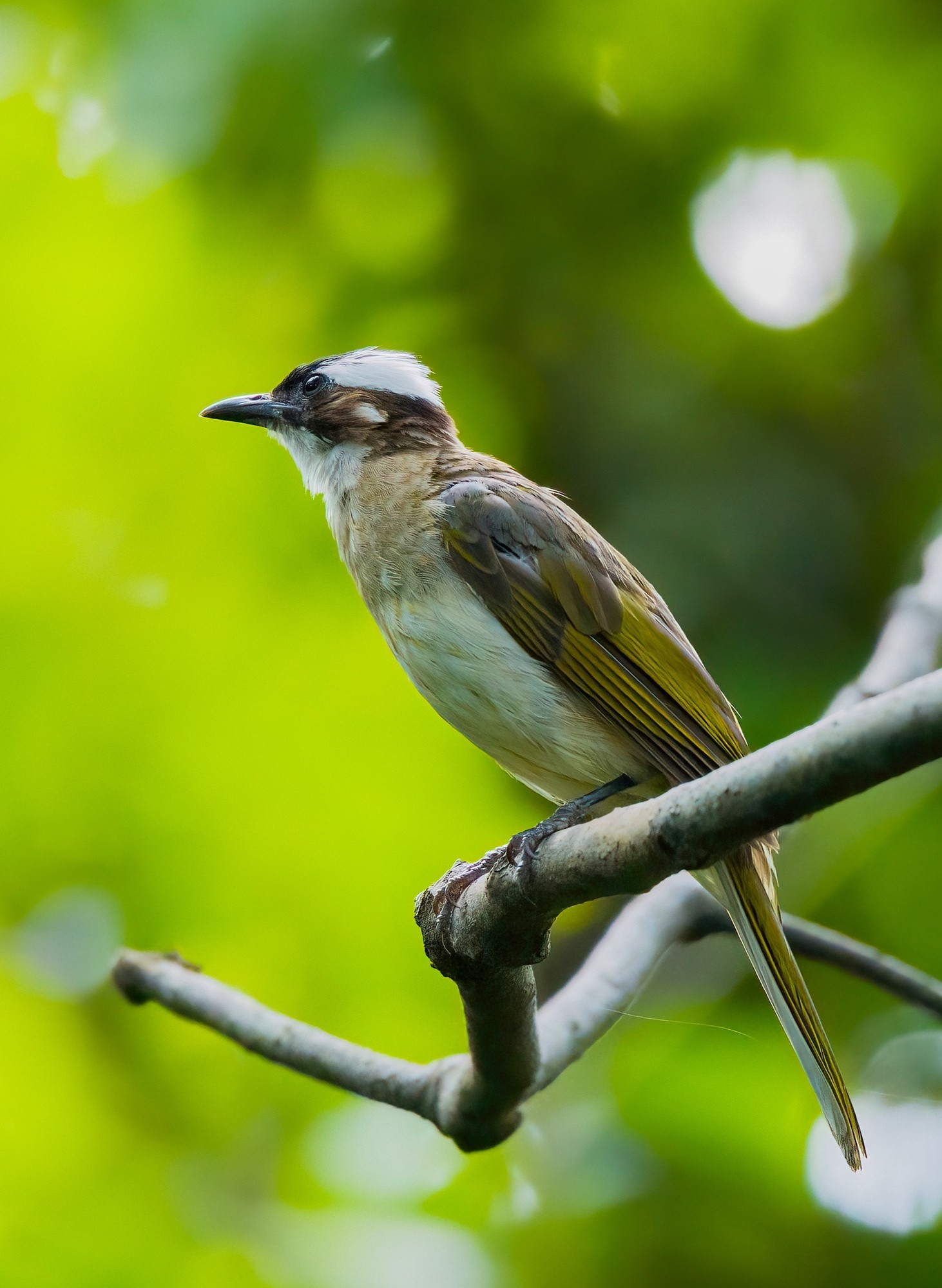 �������� ����EOS R5 Mark II��̬��Ӱ�������