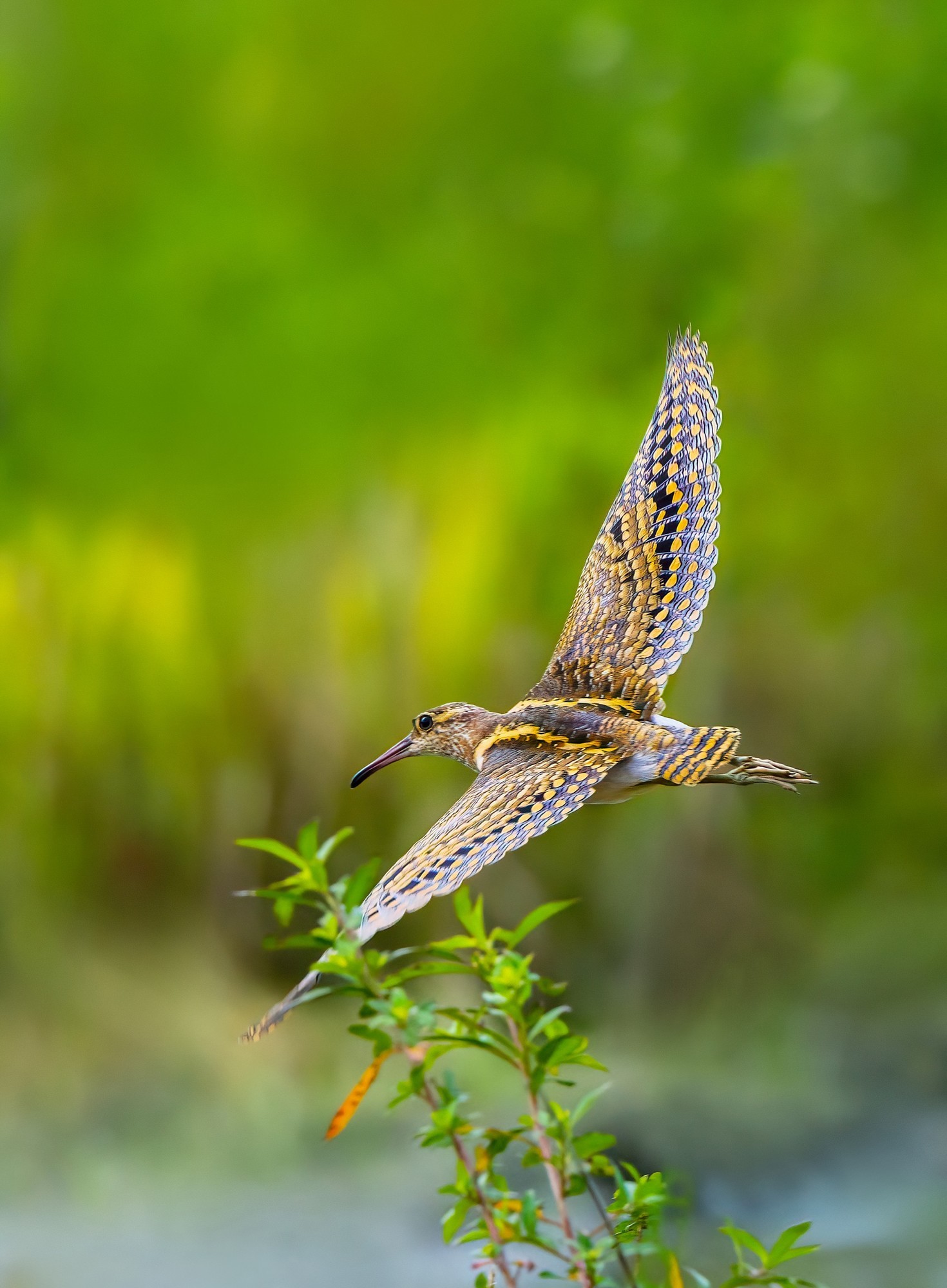 �������� ����EOS R5 Mark II��̬��Ӱ�������