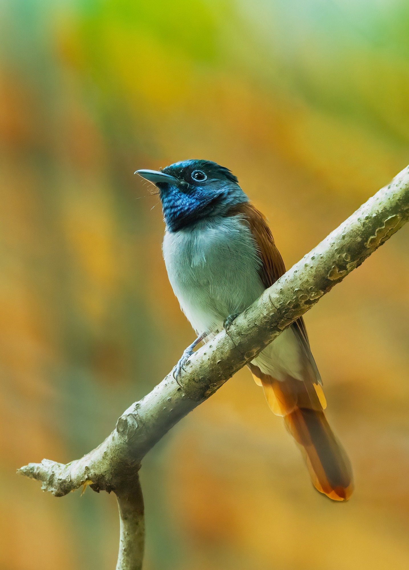 �������� ����EOS R5 Mark II��̬��Ӱ�������