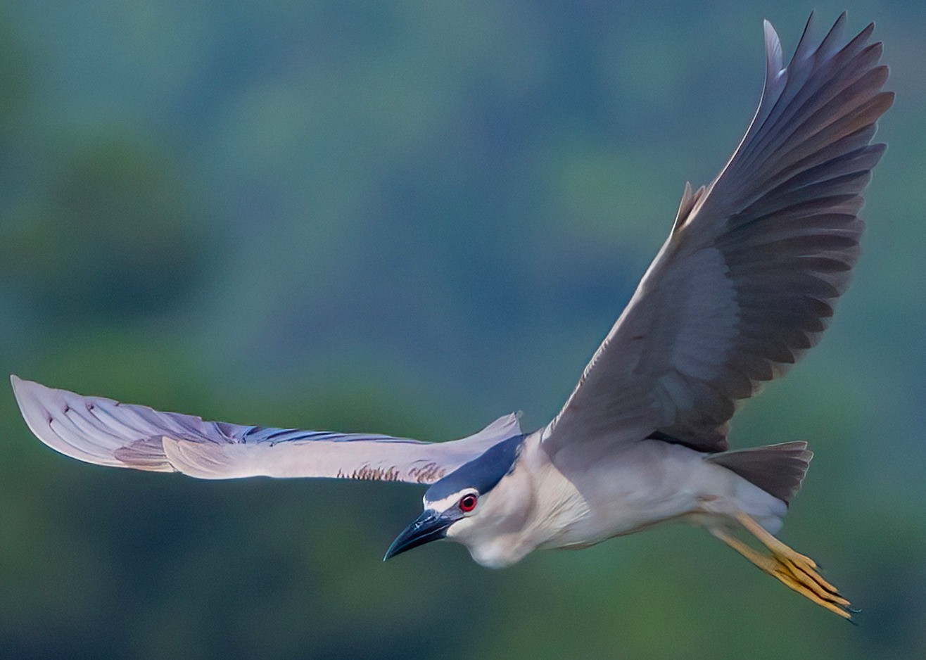 �������� ����EOS R5 Mark II��̬��Ӱ�������