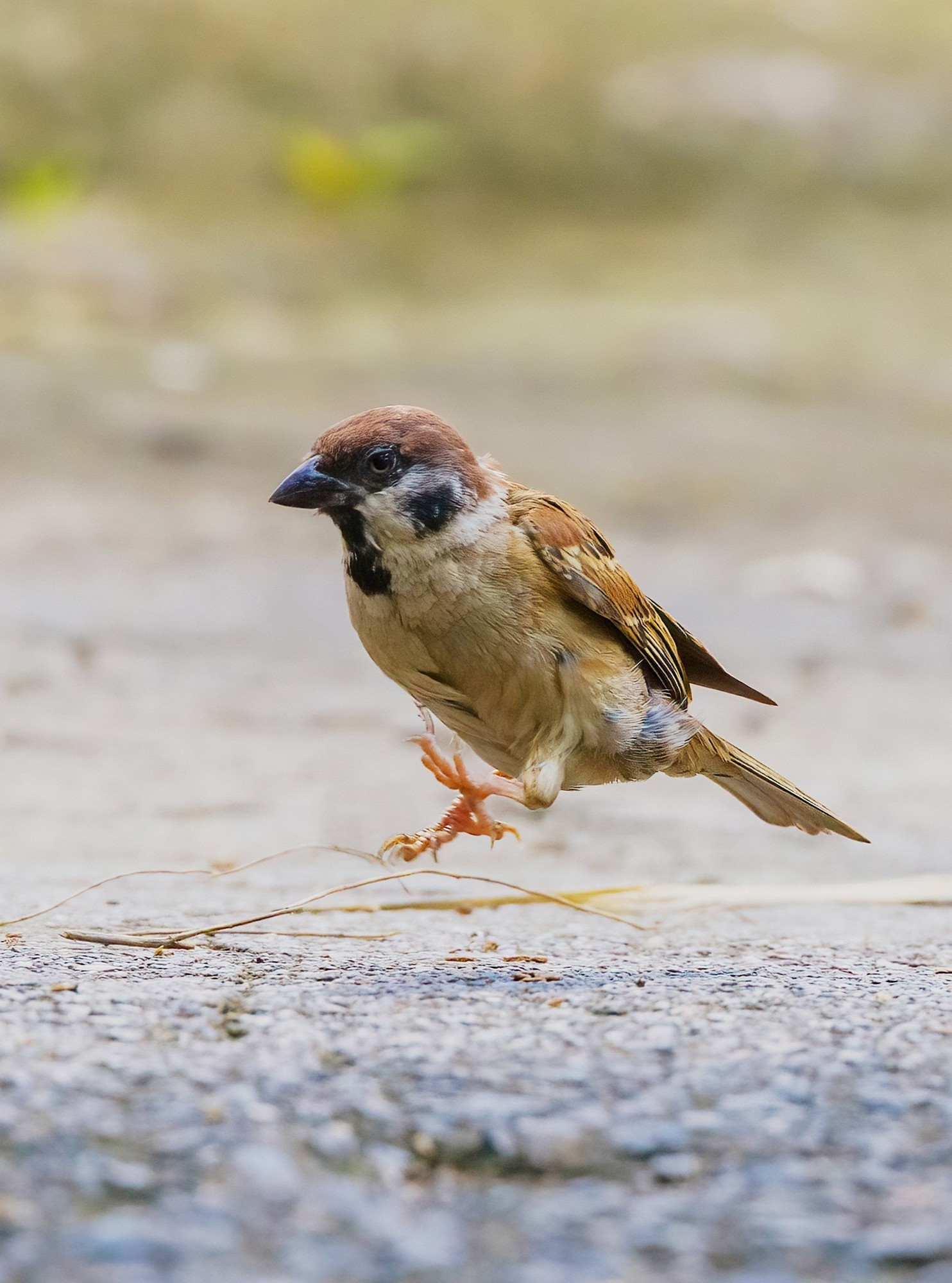 �������� ����EOS R5 Mark II��̬��Ӱ�������