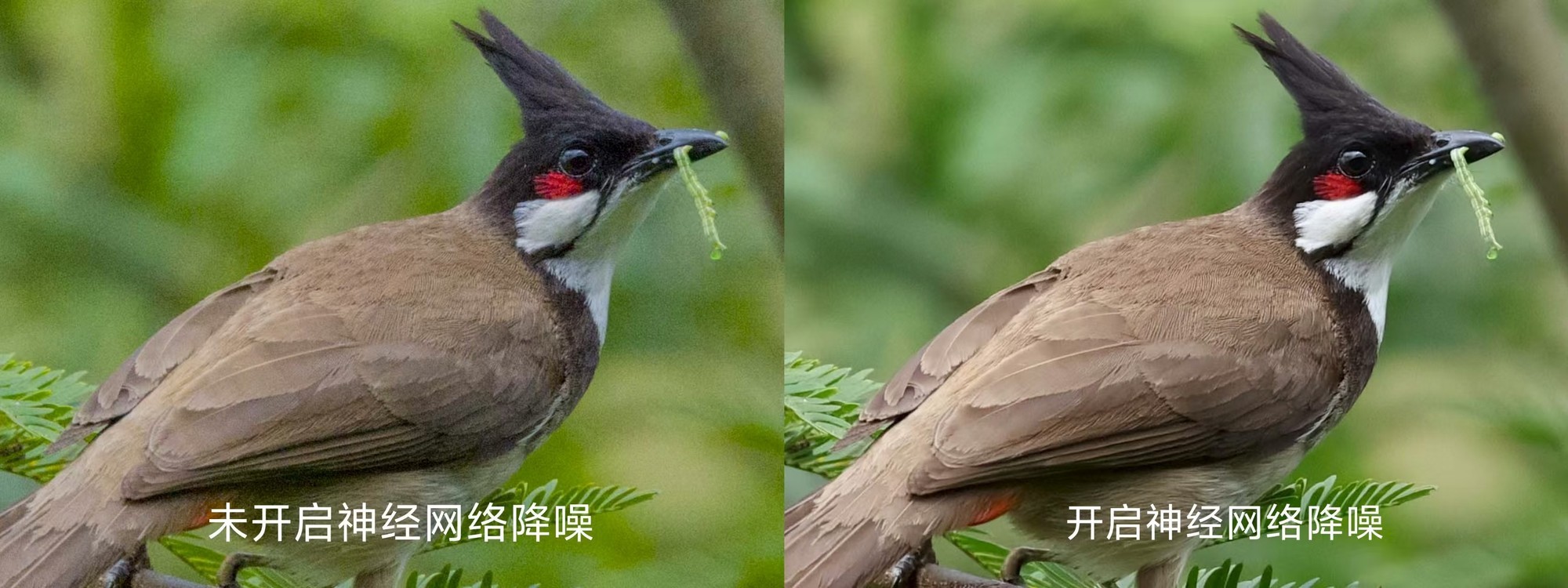 �������� ����EOS R5 Mark II��̬��Ӱ�������