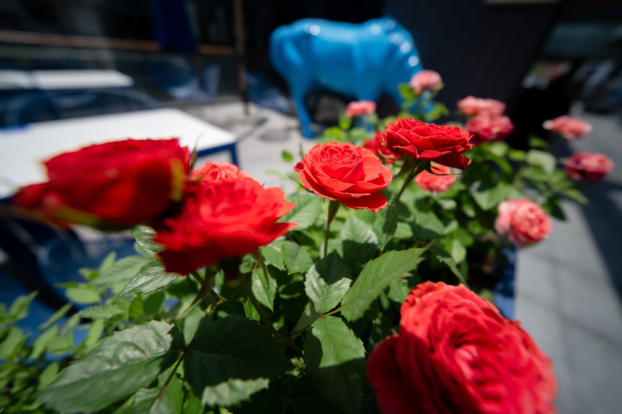 ¼ӽ FF II 12mm F2.8ͷ