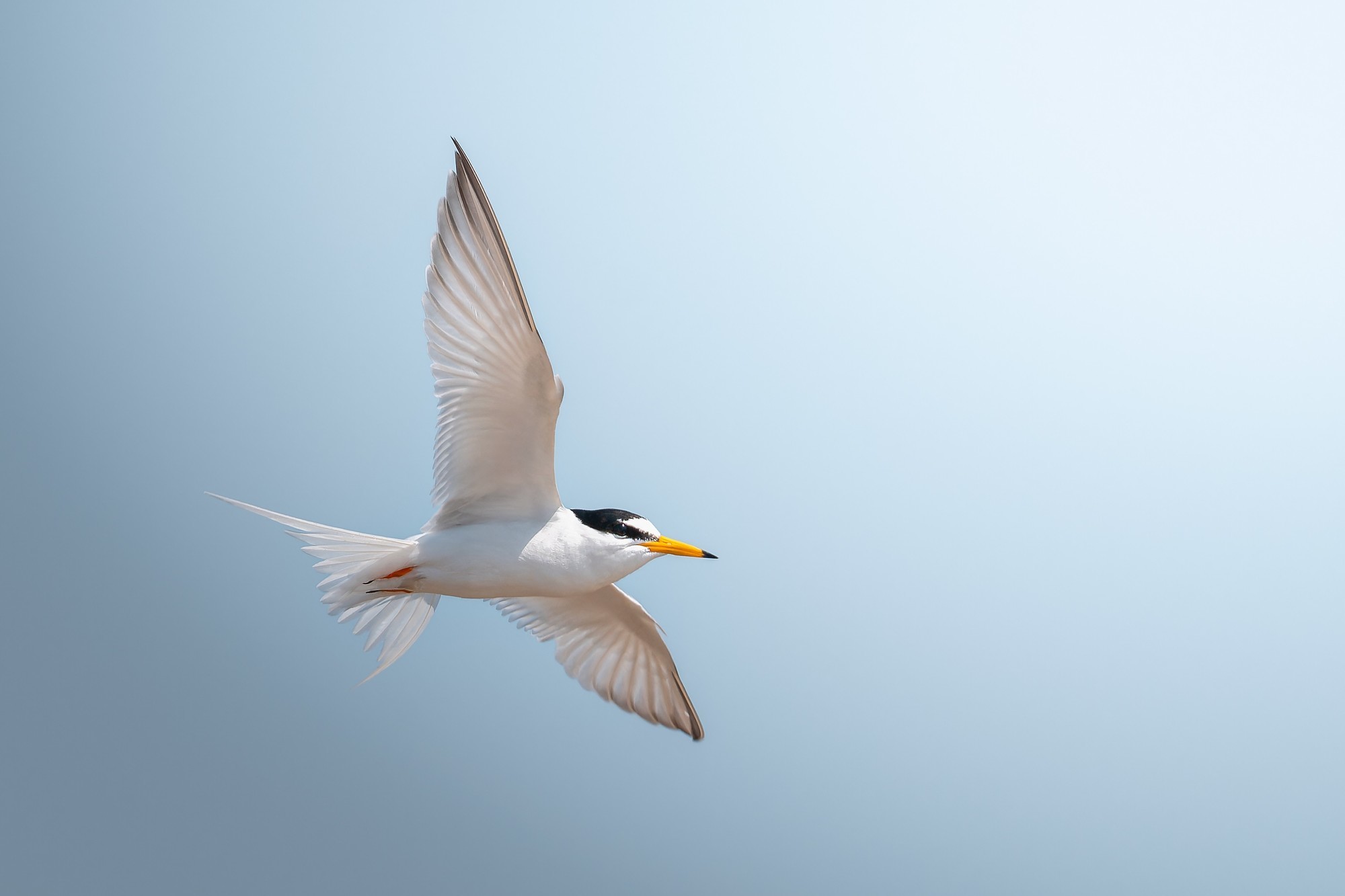 APS-C高速旗舰 富士X-H2S仅售15290元