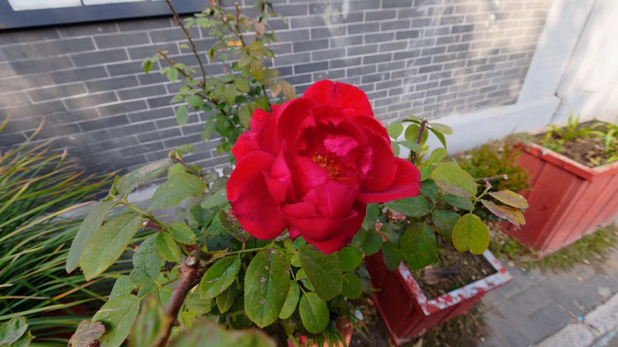 DJI Osmo Action 6⣺׷δɱȦȫ˶