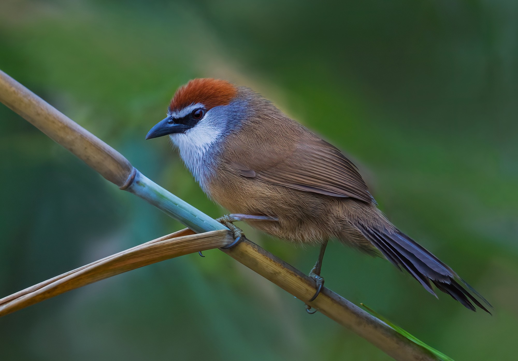 ��¼������˲�� �῵Z9+Z600mm f/6.3 VR S��ͷ��̬��Ӱ����