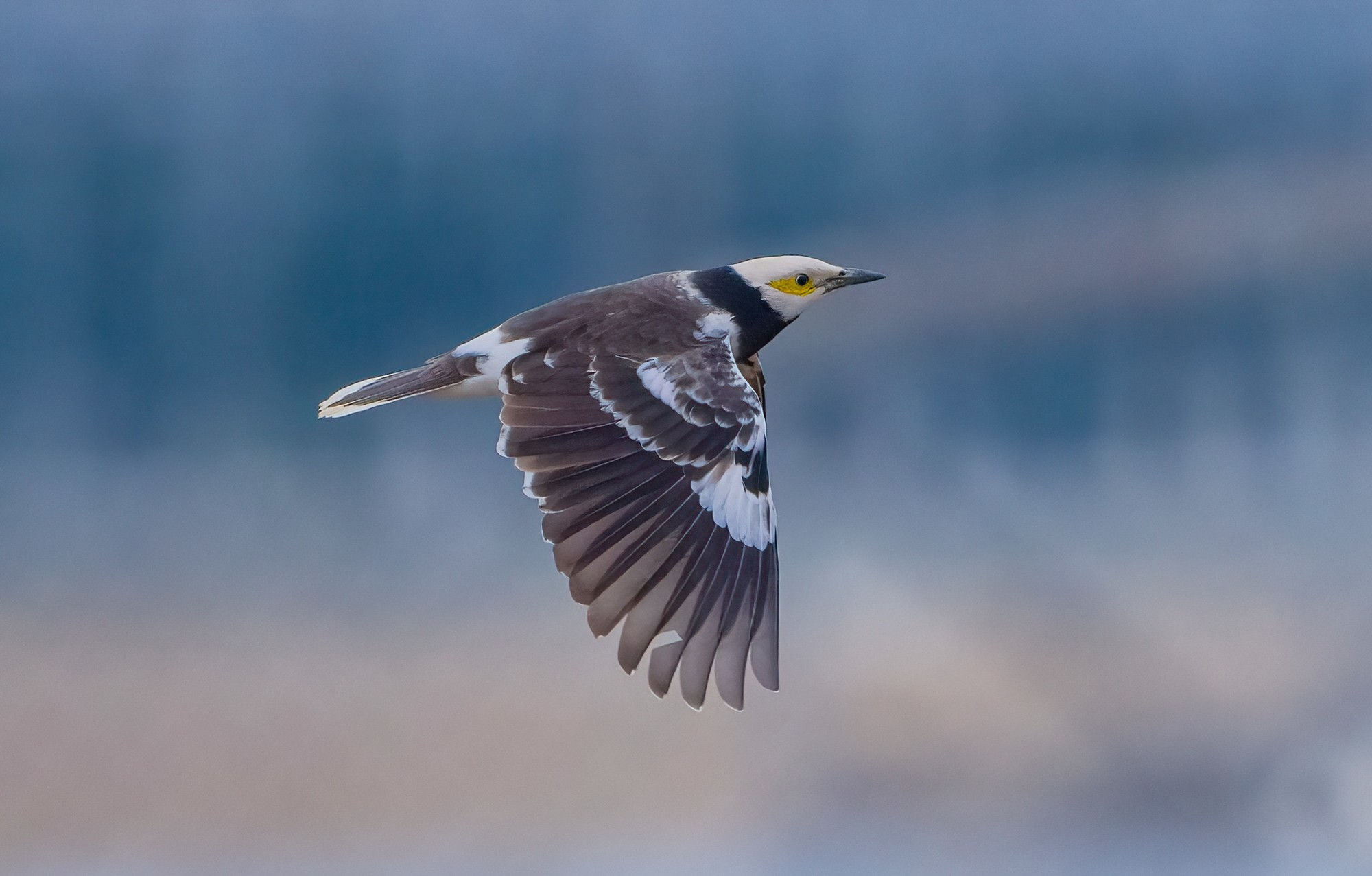 ��¼������˲�� �῵Z9+Z600mm f/6.3 VR S��ͷ��̬��Ӱ����