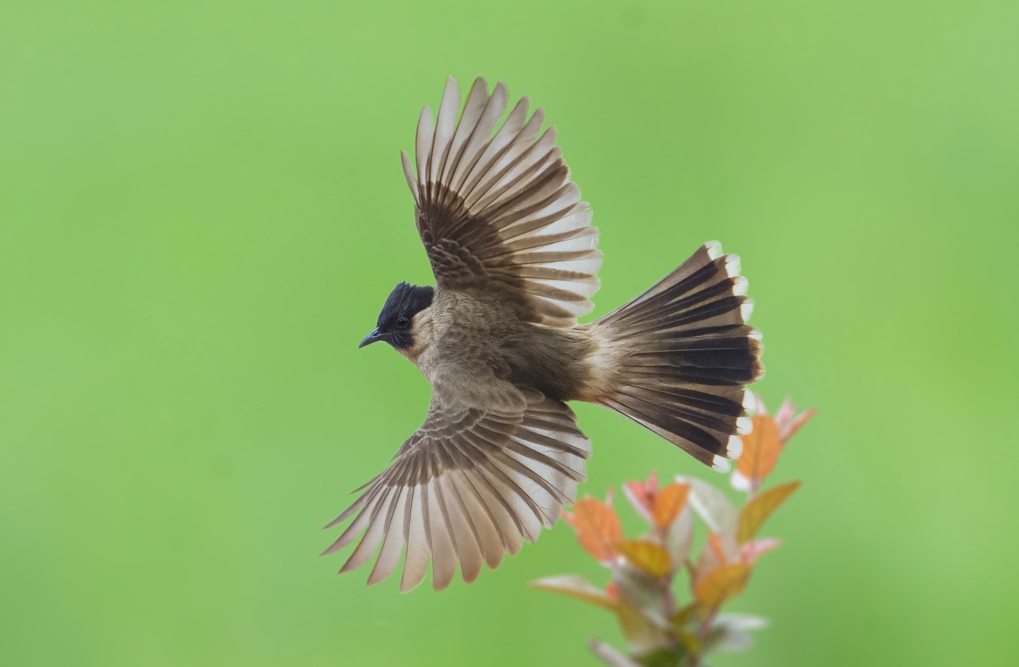 ��¼������˲�� �῵Z9+Z600mm f/6.3 VR S��ͷ��̬��Ӱ����