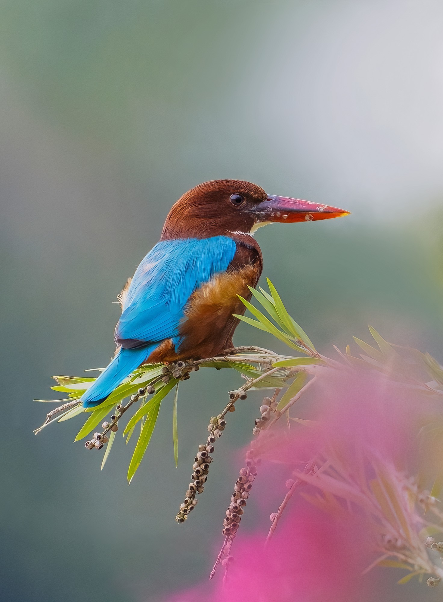 ��¼������˲�� �῵Z9+Z600mm f/6.3 VR S��ͷ��̬��Ӱ����