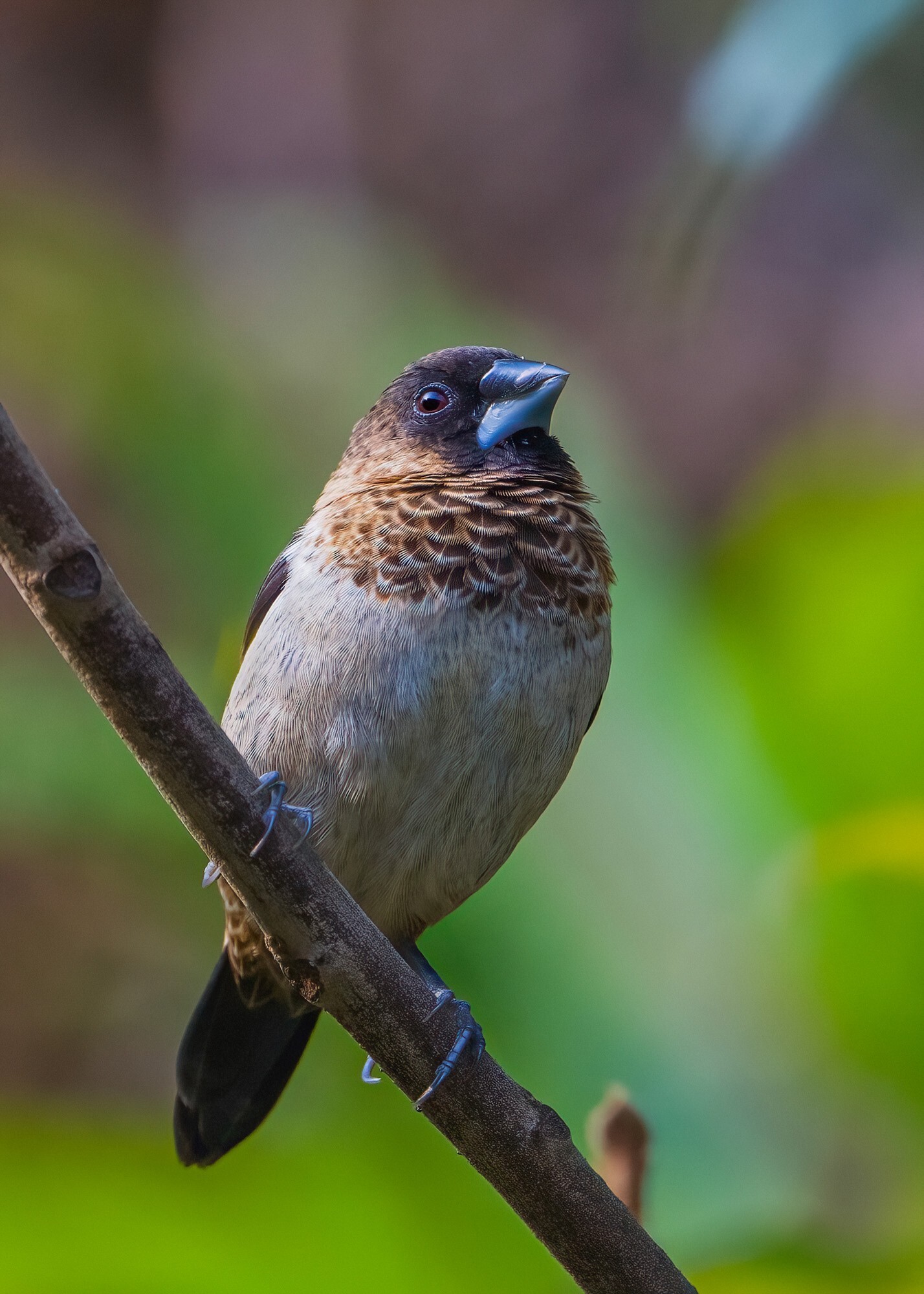 ��¼������˲�� �῵Z9+Z600mm f/6.3 VR S��ͷ��̬��Ӱ����