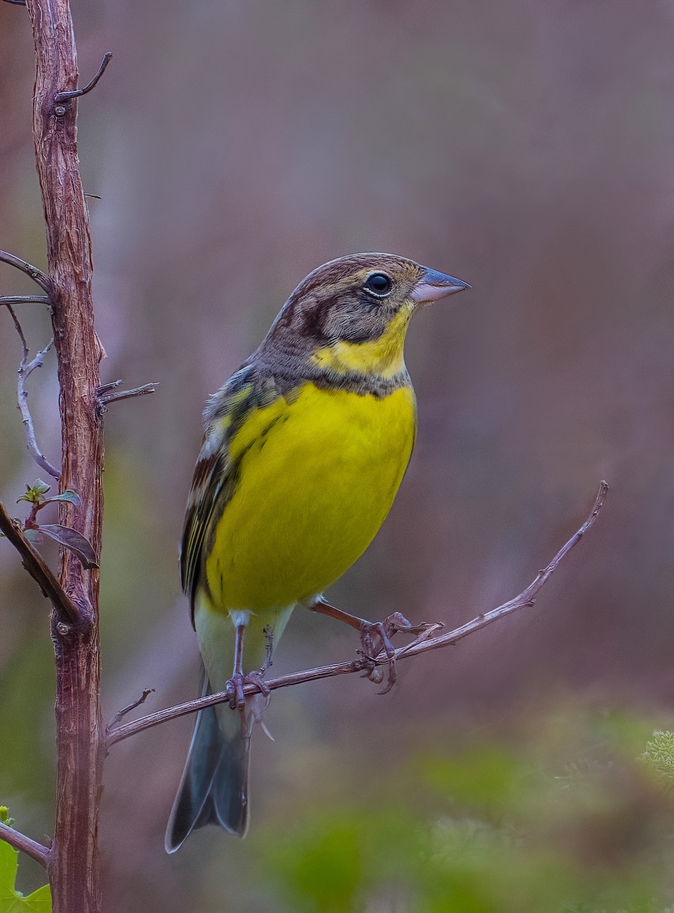 ��¼������˲�� �῵Z9+Z600mm f/6.3 VR S��ͷ��̬��Ӱ����