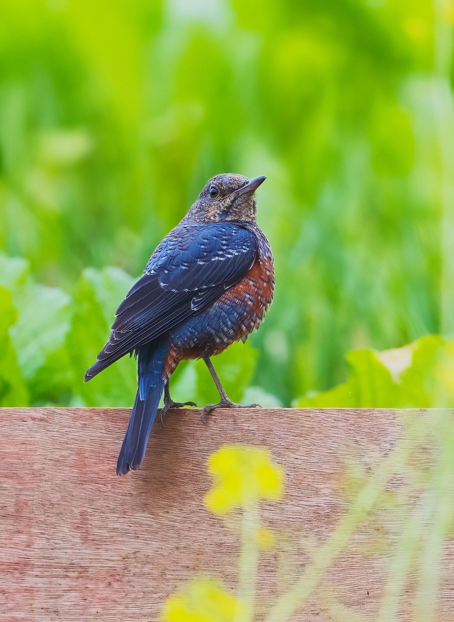 ��¼������˲�� �῵Z9+Z600mm f/6.3 VR S��ͷ��̬��Ӱ����