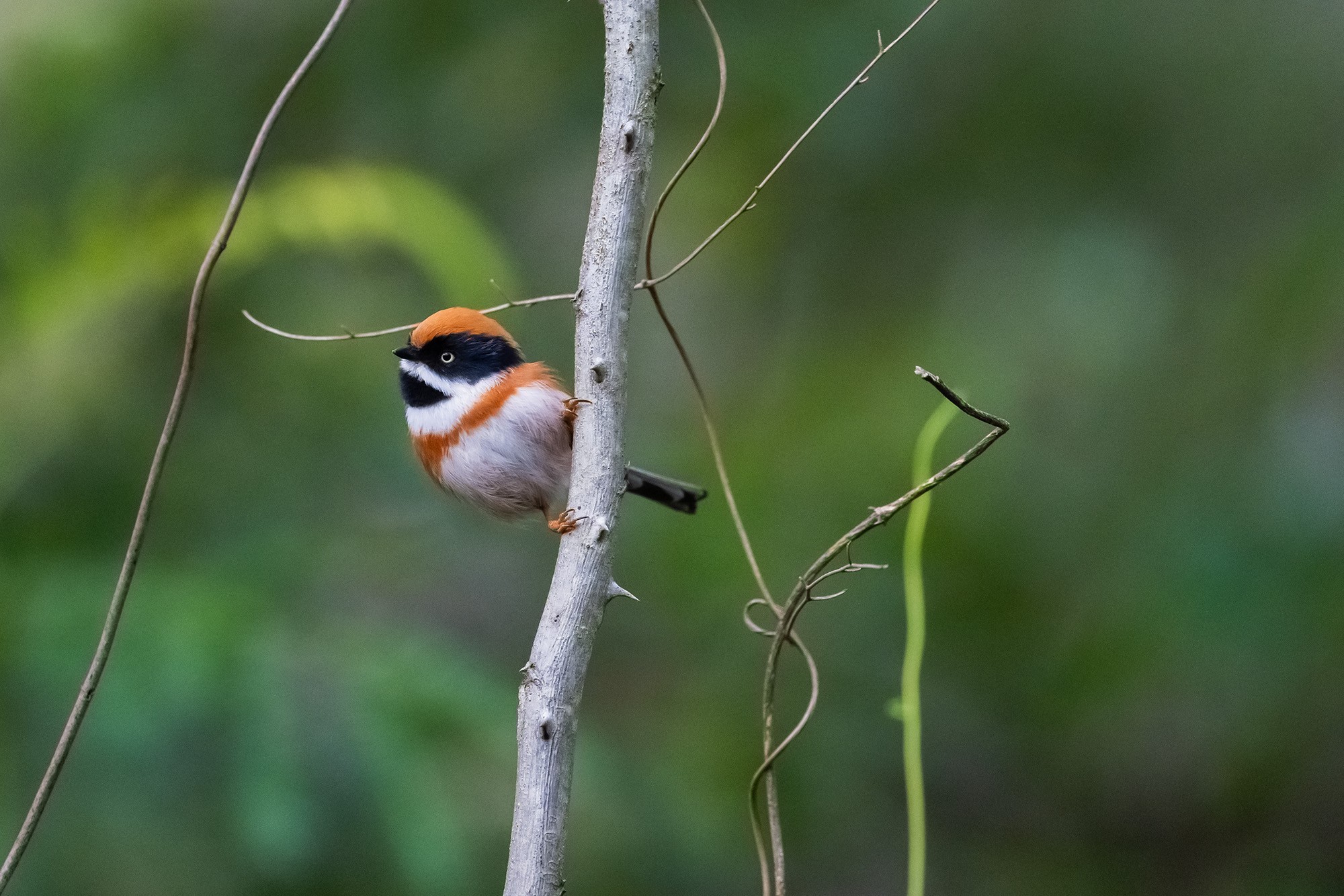 ��¼������˲�� �῵Z9+Z600mm f/6.3 VR S��ͷ��̬��Ӱ����