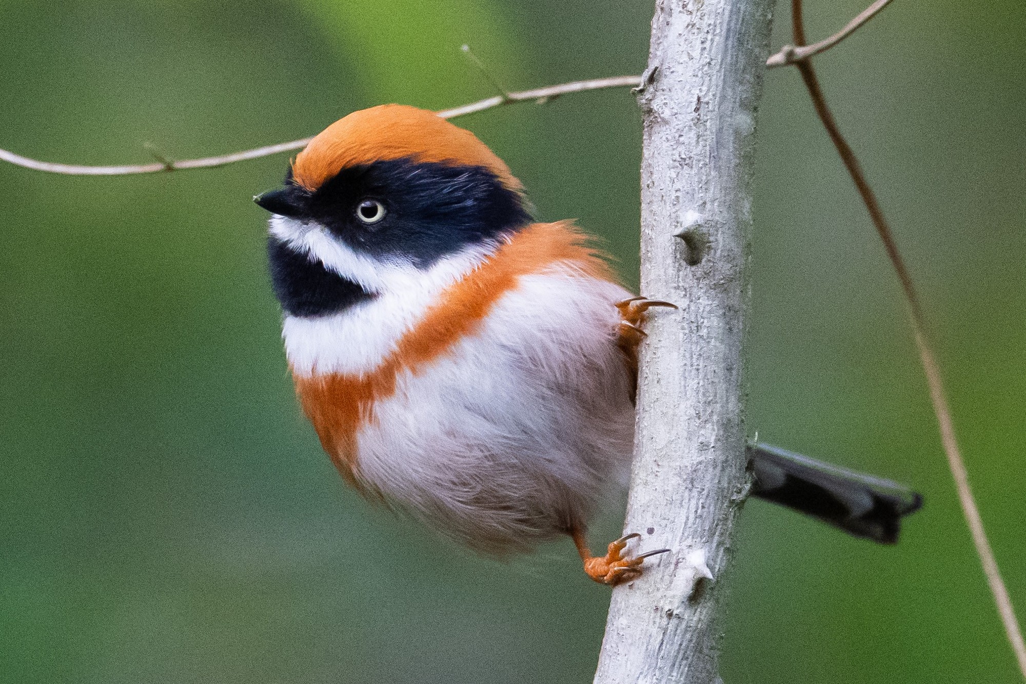 ��¼������˲�� �῵Z9+Z600mm f/6.3 VR S��ͷ��̬��Ӱ����