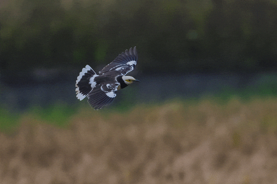 ��¼������˲�� �῵Z9+Z600mm f/6.3 VR S��ͷ��̬��Ӱ����