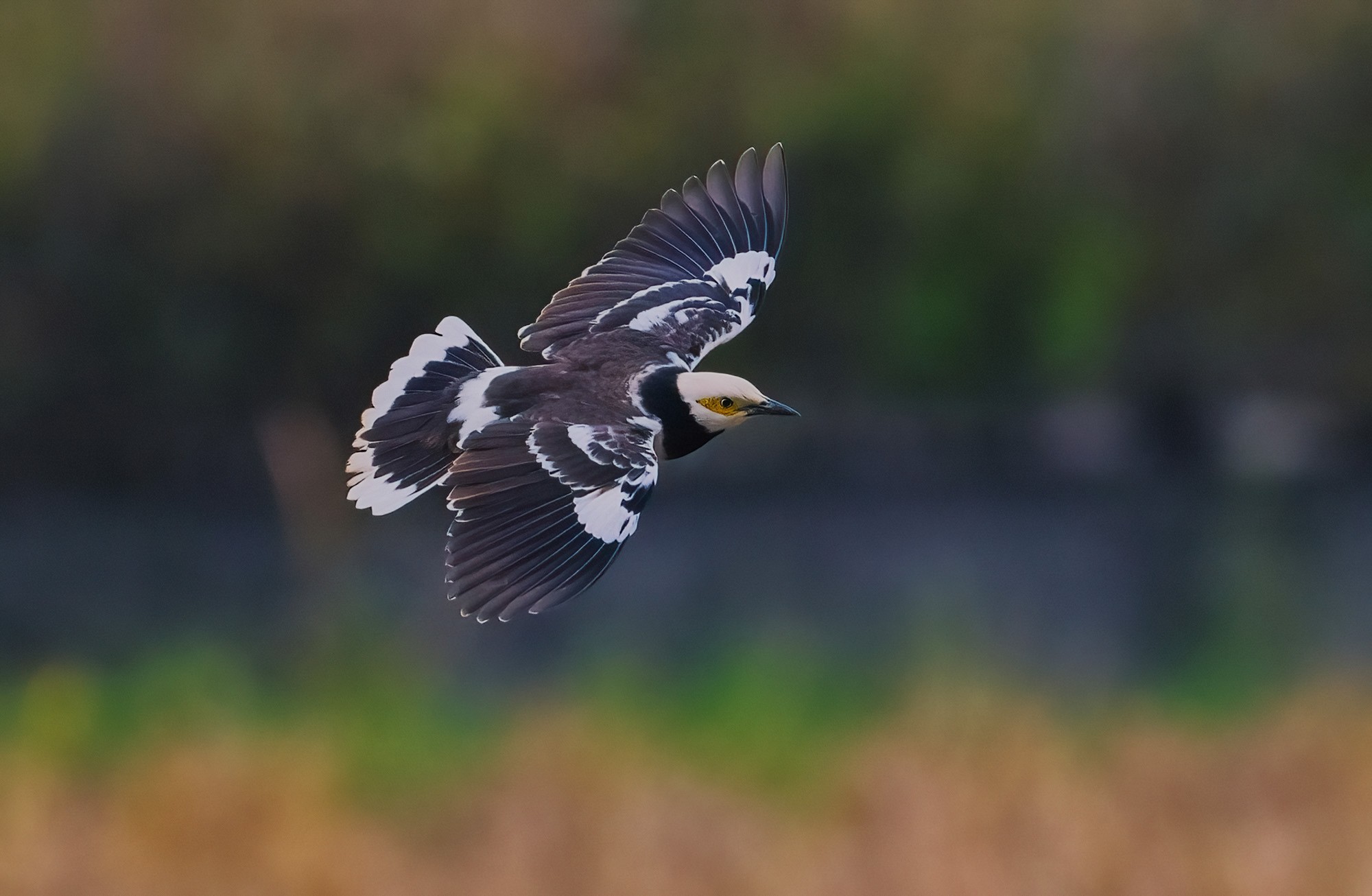 ��¼������˲�� �῵Z9+Z600mm f/6.3 VR S��ͷ��̬��Ӱ����