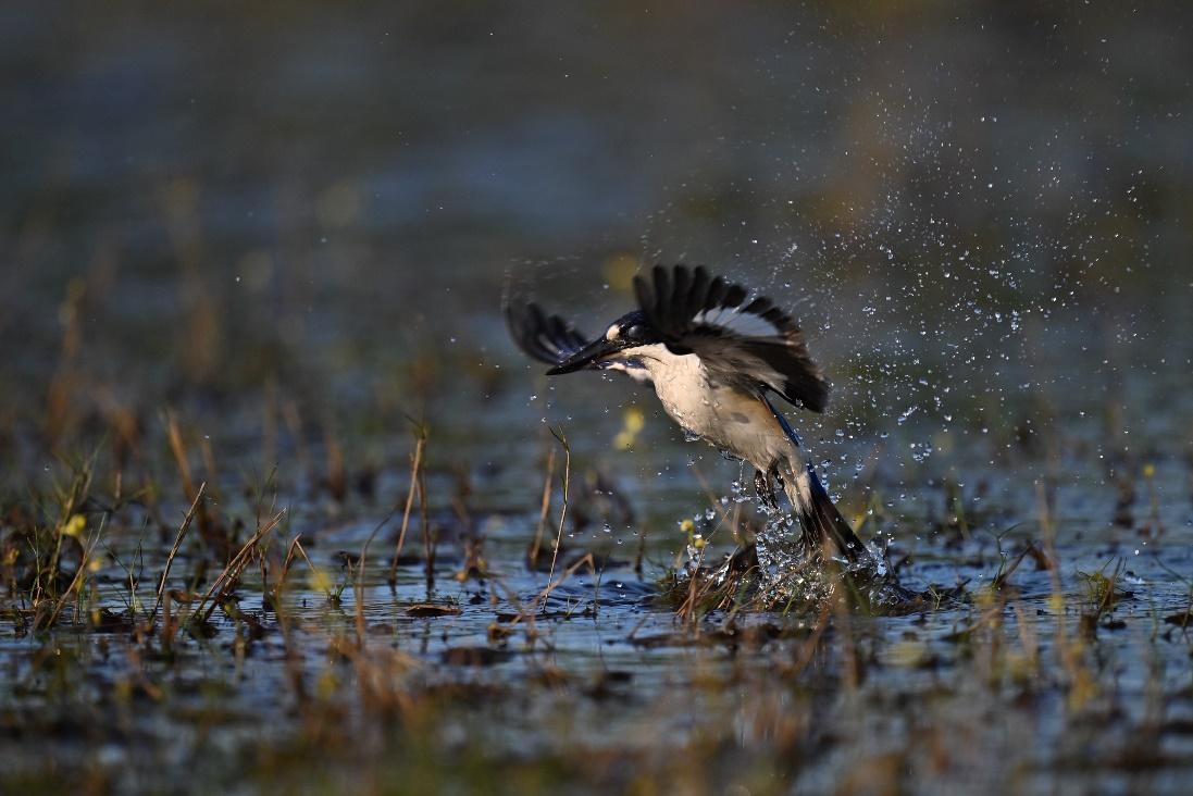镜见湿地生灵,传递自然共生之韵