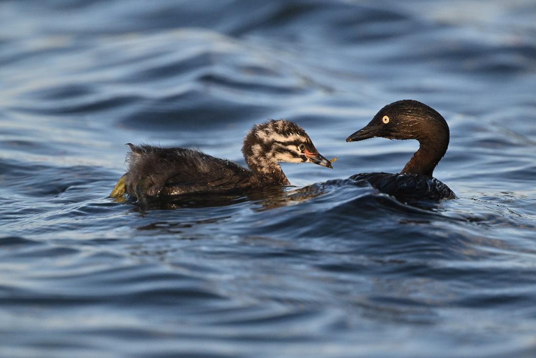 镜见湿地生灵,传递自然共生之韵